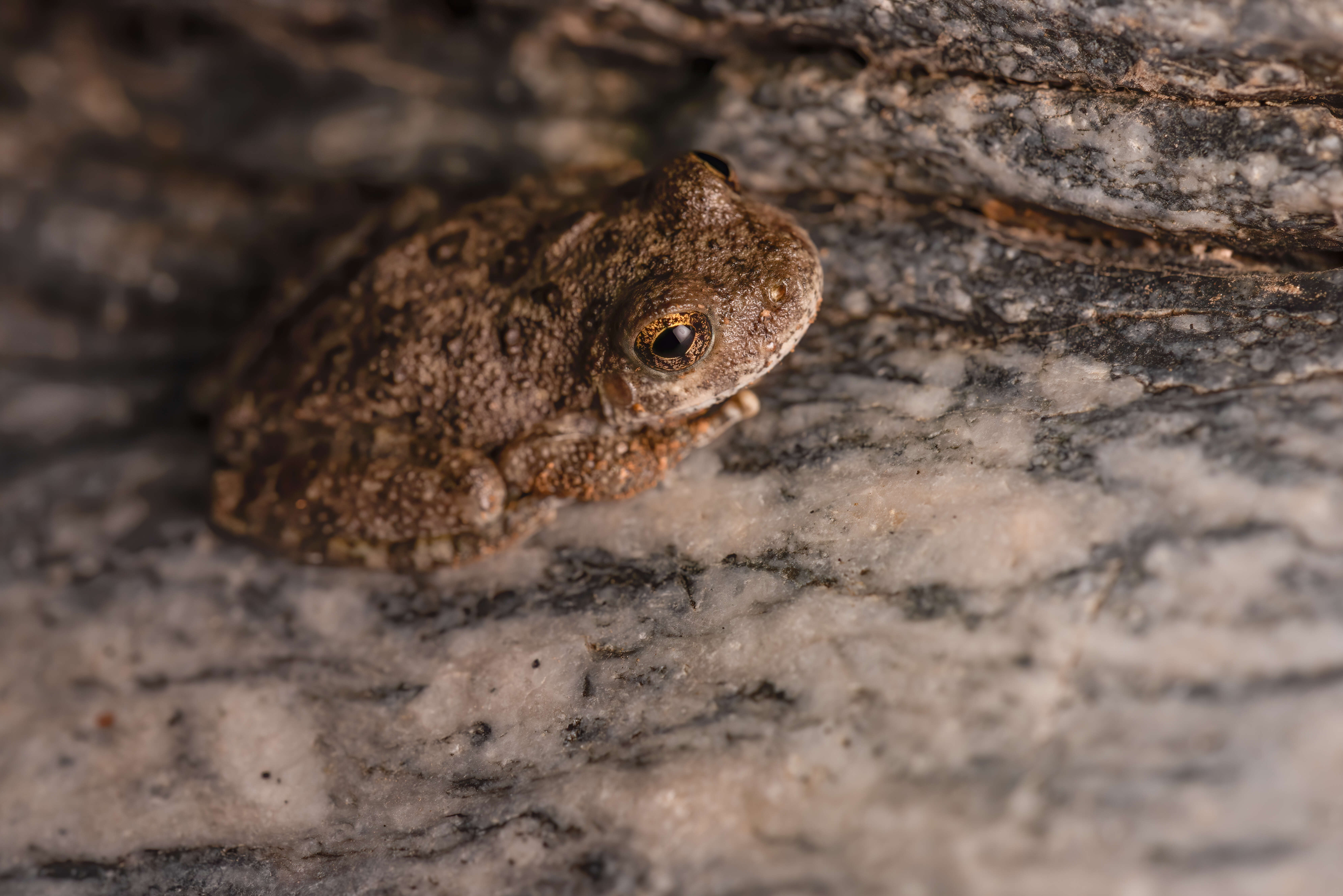 Image of Canyon Treefrog