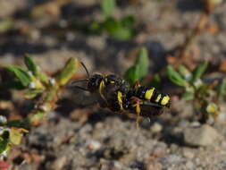 Cerceris rybyensis (Linnaeus 1771) resmi