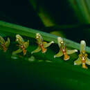 Image of Nabaluia angustifolia de Vogel