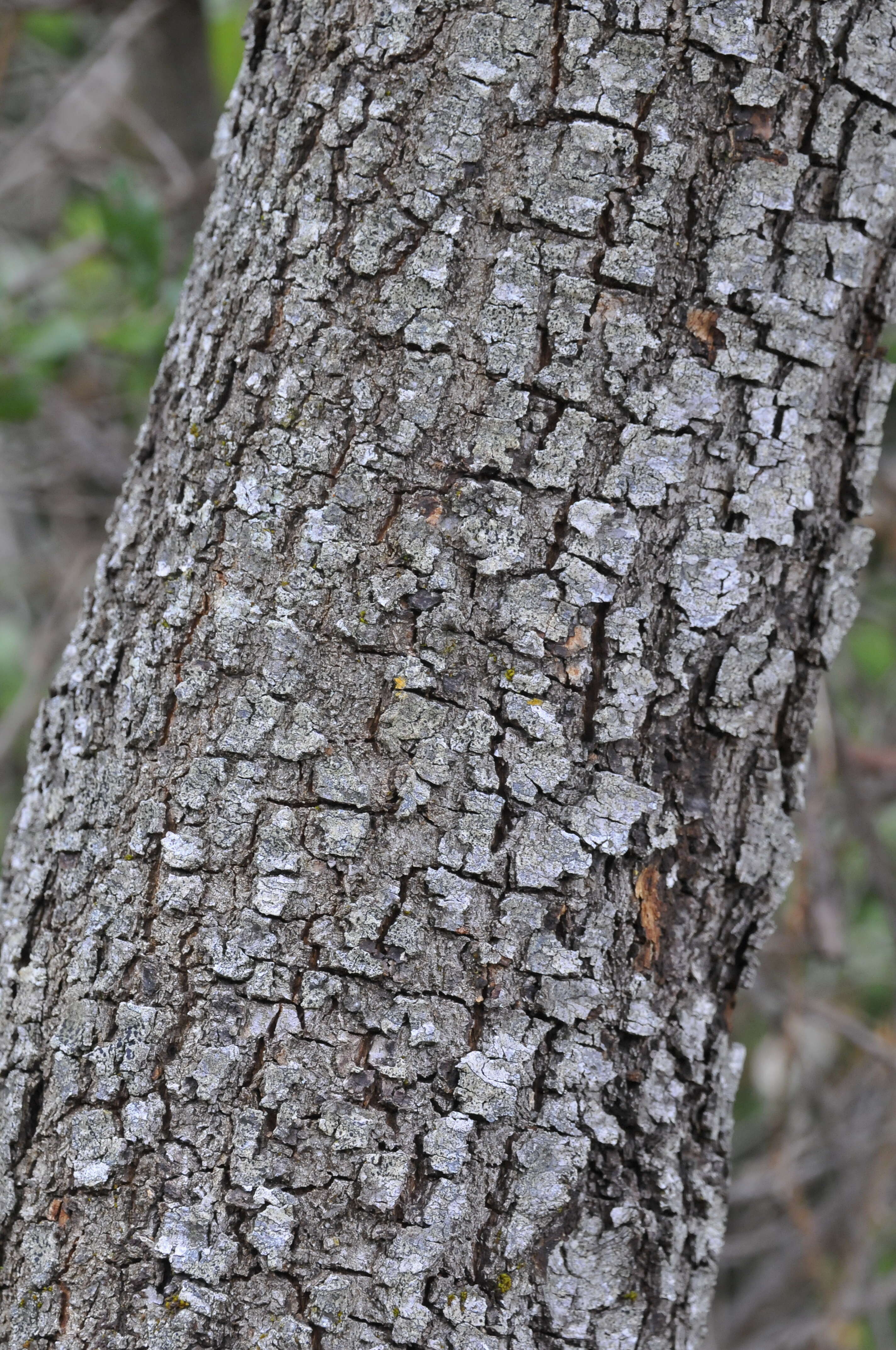 Image of Holm Oak