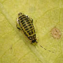 Image of Linden Aphid