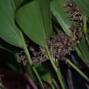 Image of Stelis cocornaensis (Luer & R. Escobar) Pridgeon & M. W. Chase