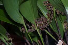 Image of Leach orchids