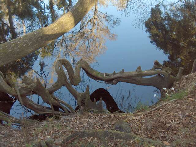 Image of bald cypress