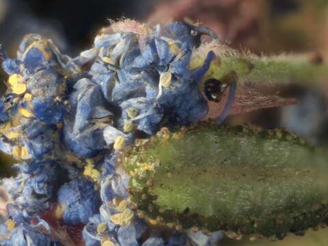 Image of wartleaf ceanothus