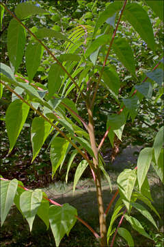 Image of tree-of-heaven