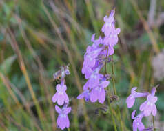 Image de Lobelia glandulosa Walter