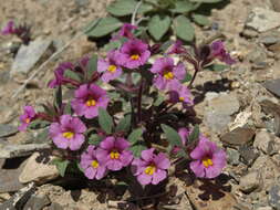 Image of annual redspot monkeyflower