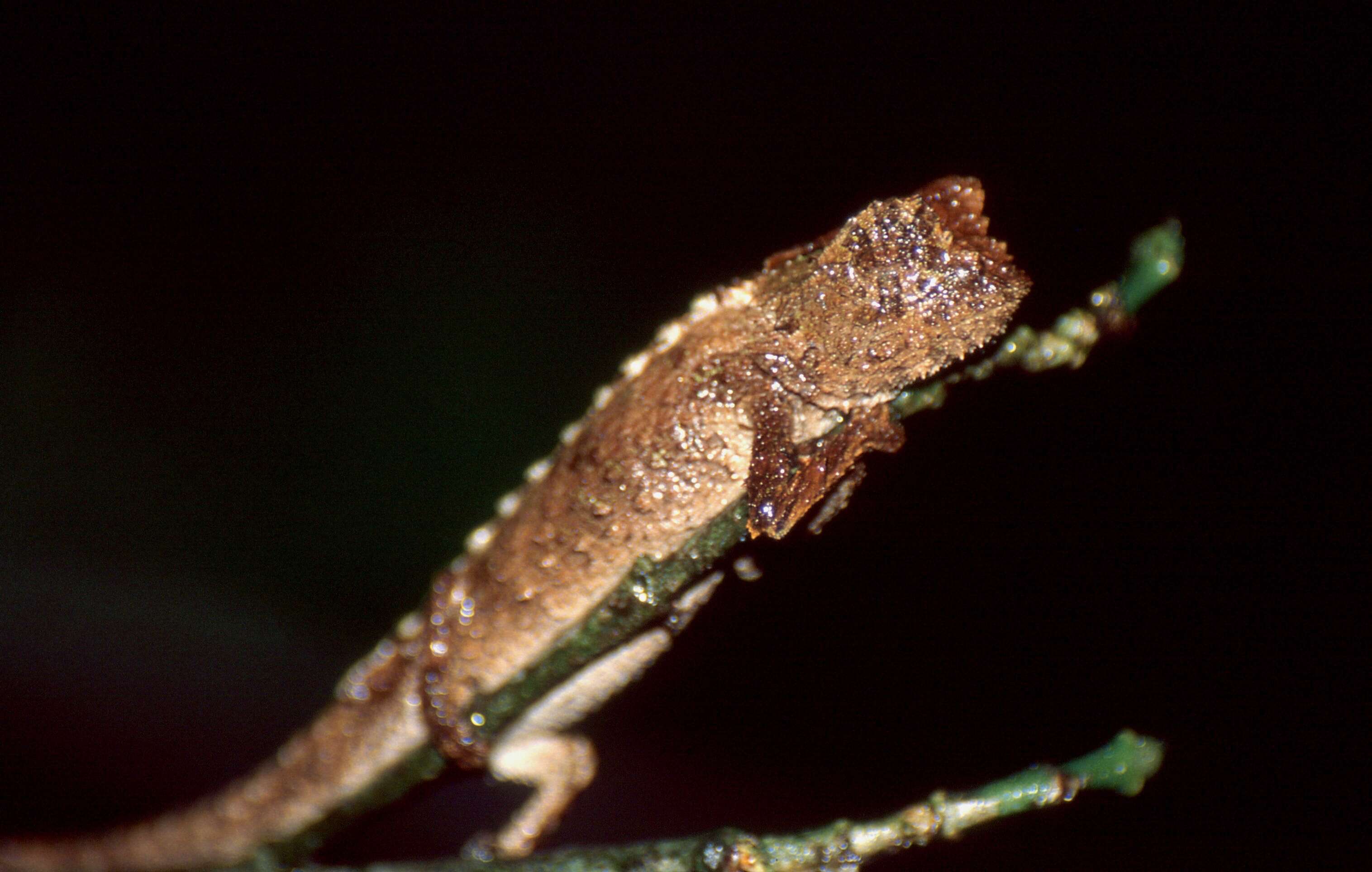 Image of Leaf chameleon
