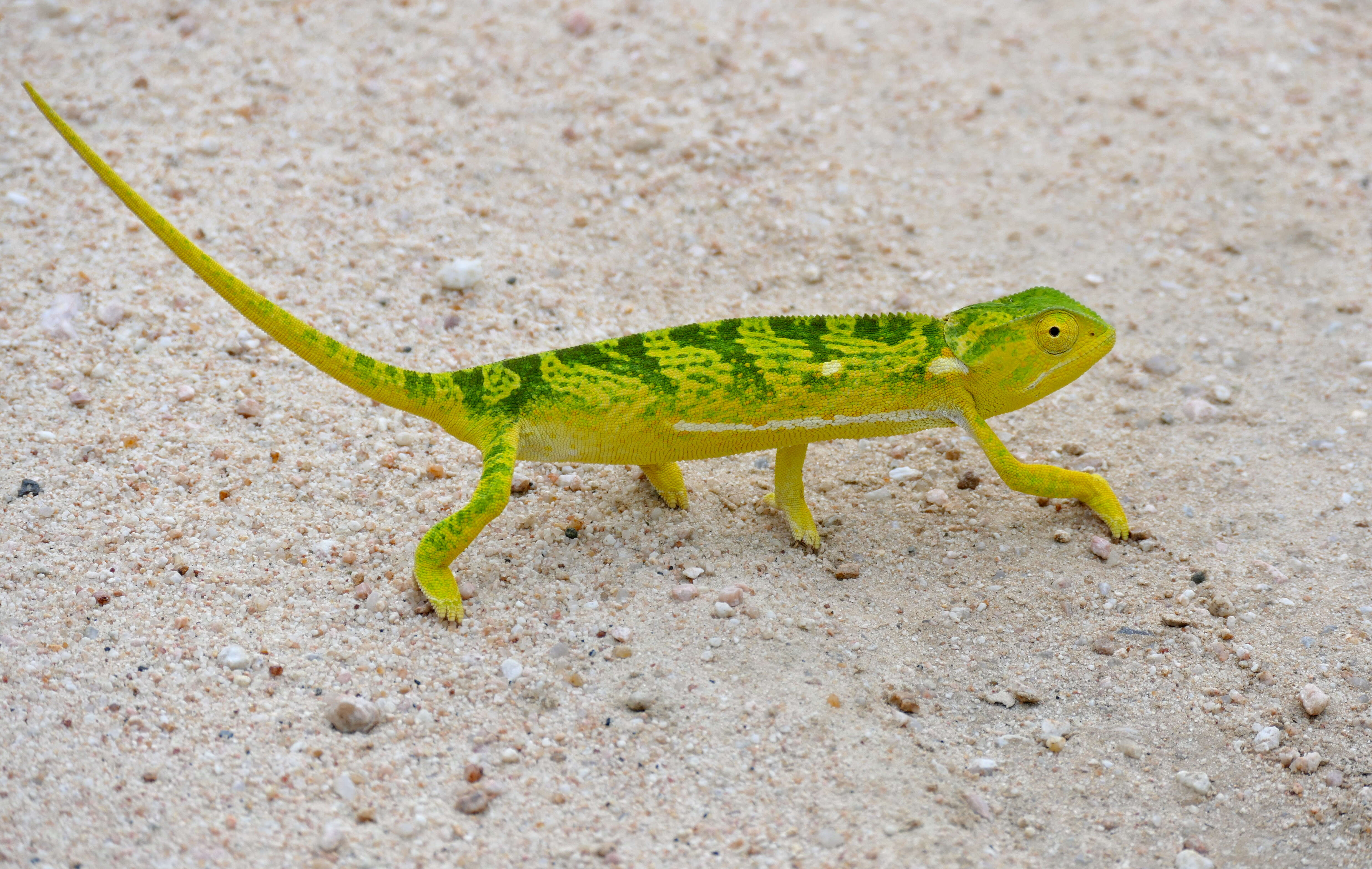 Image of chameleons