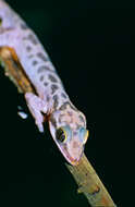 Image of Barking Gecko