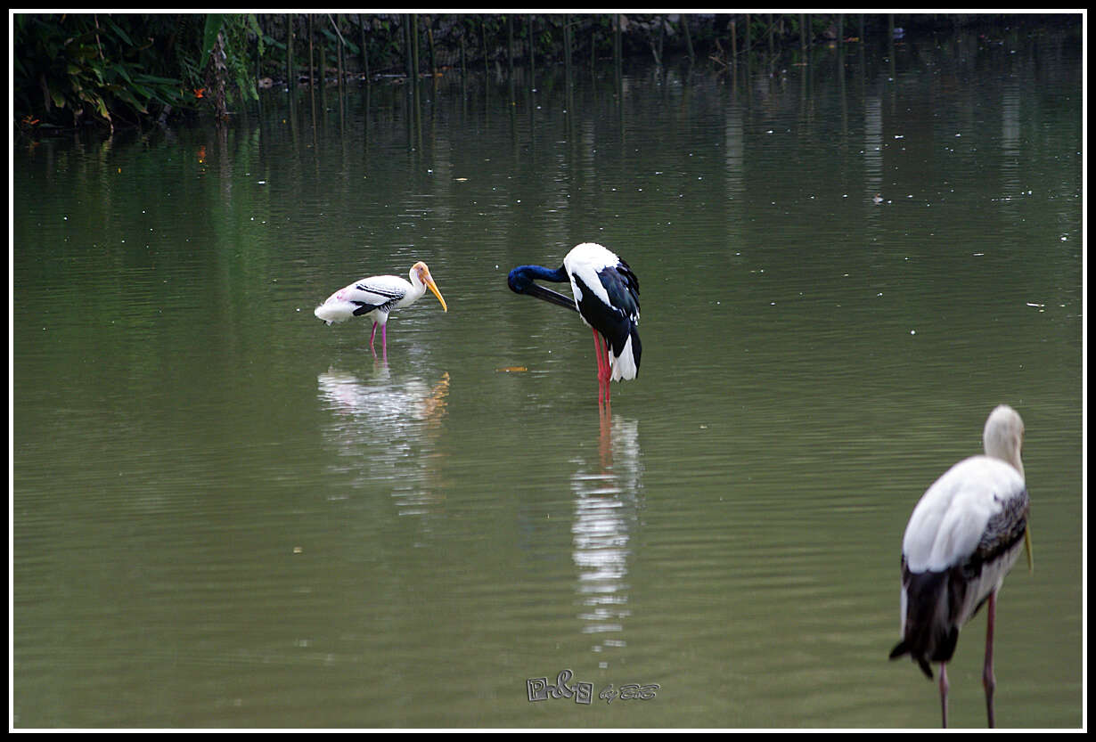 Image of Black-necked Stork