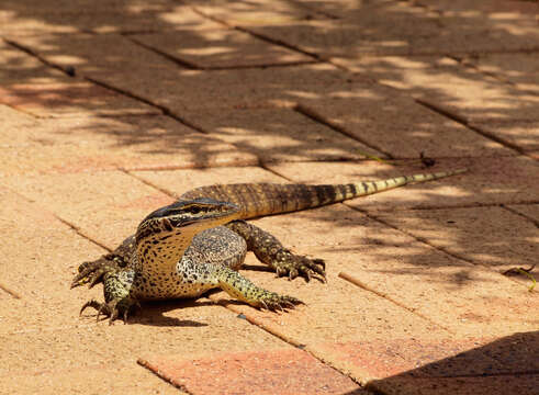 Image of Sand Monitor