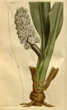 Image of Tupistra squalida Ker Gawl.