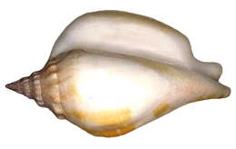 Image of Gastropoda