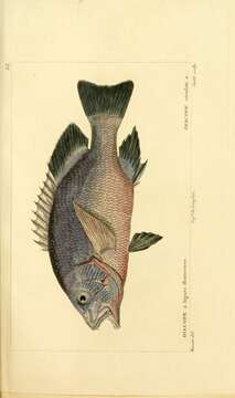 Image of Blubberlip snapper