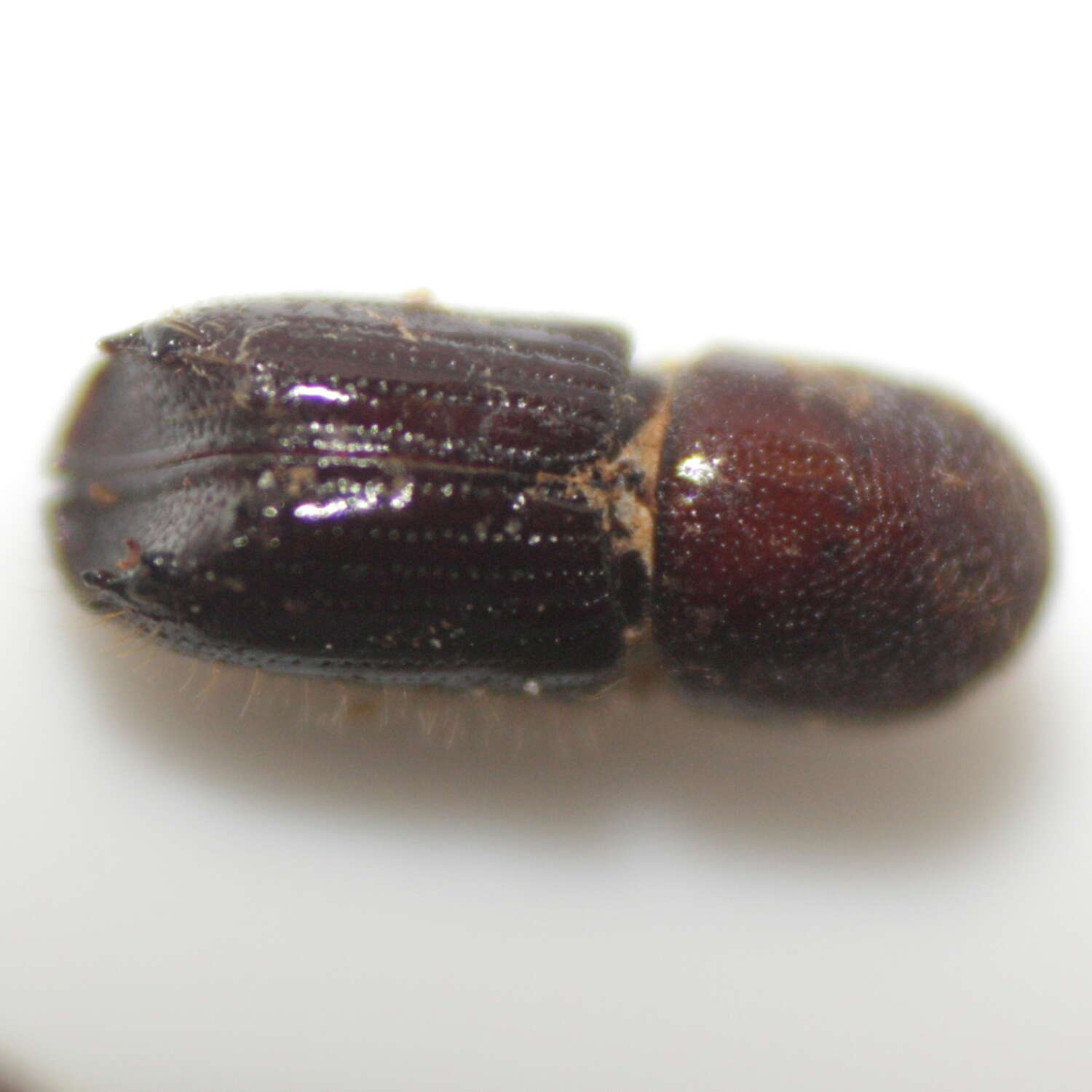 Image of engraver beetle