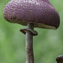 Image of Amanita brunneolocularis Tulloss, Ovrebo & Halling 1992