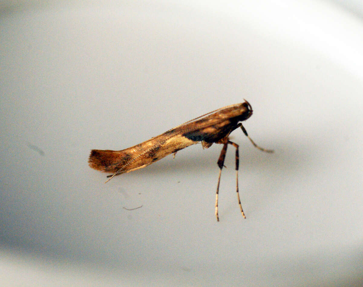 Image of Caloptilia hemidactylella