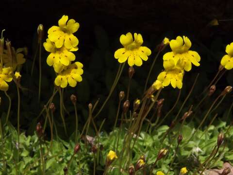 Image of Yellow Creeping Monkey-Flower