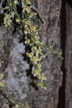 Image of Chiloschista extinctoriformis Seidenf.