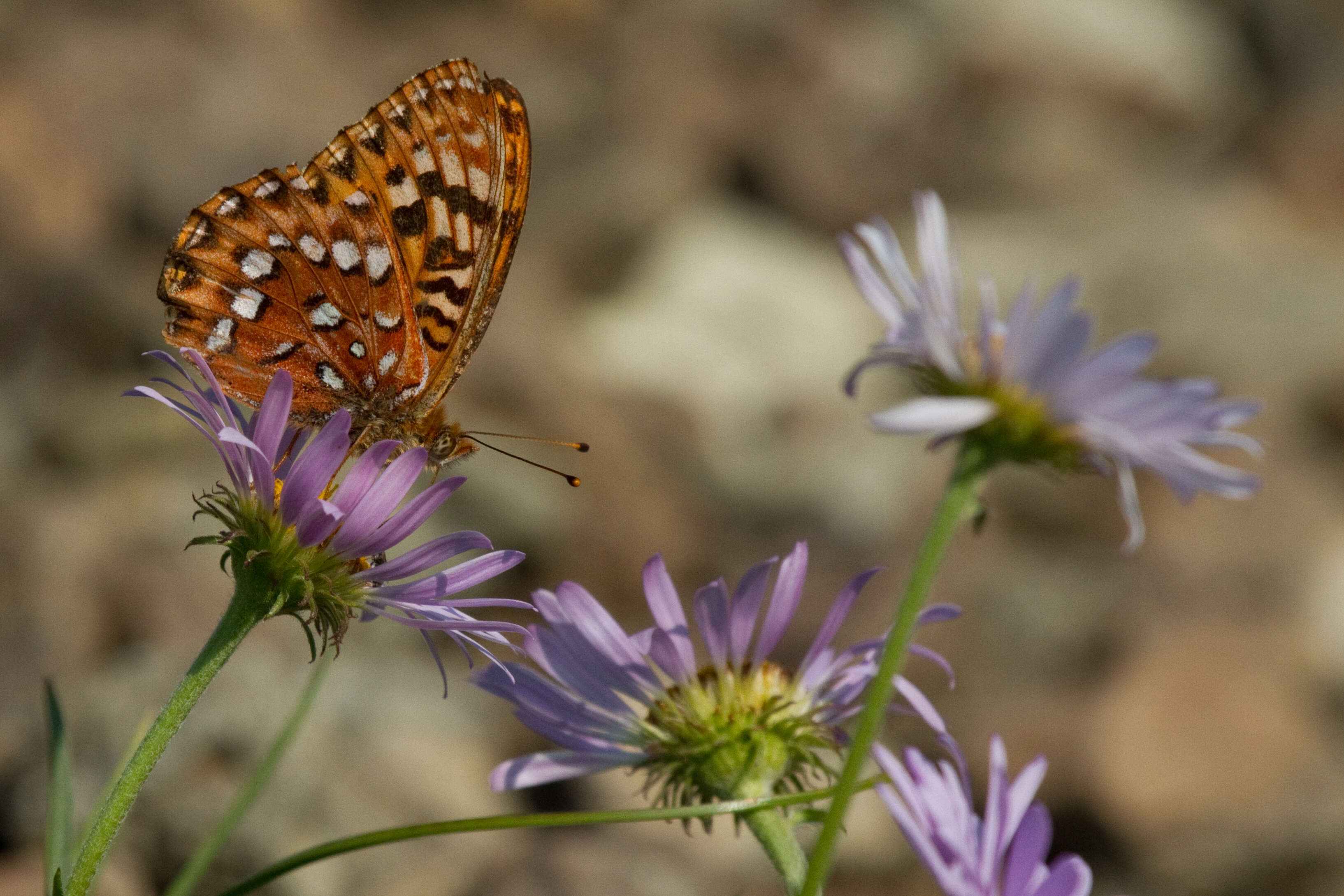 صورة Speyeria hydaspe Boisduval 1869