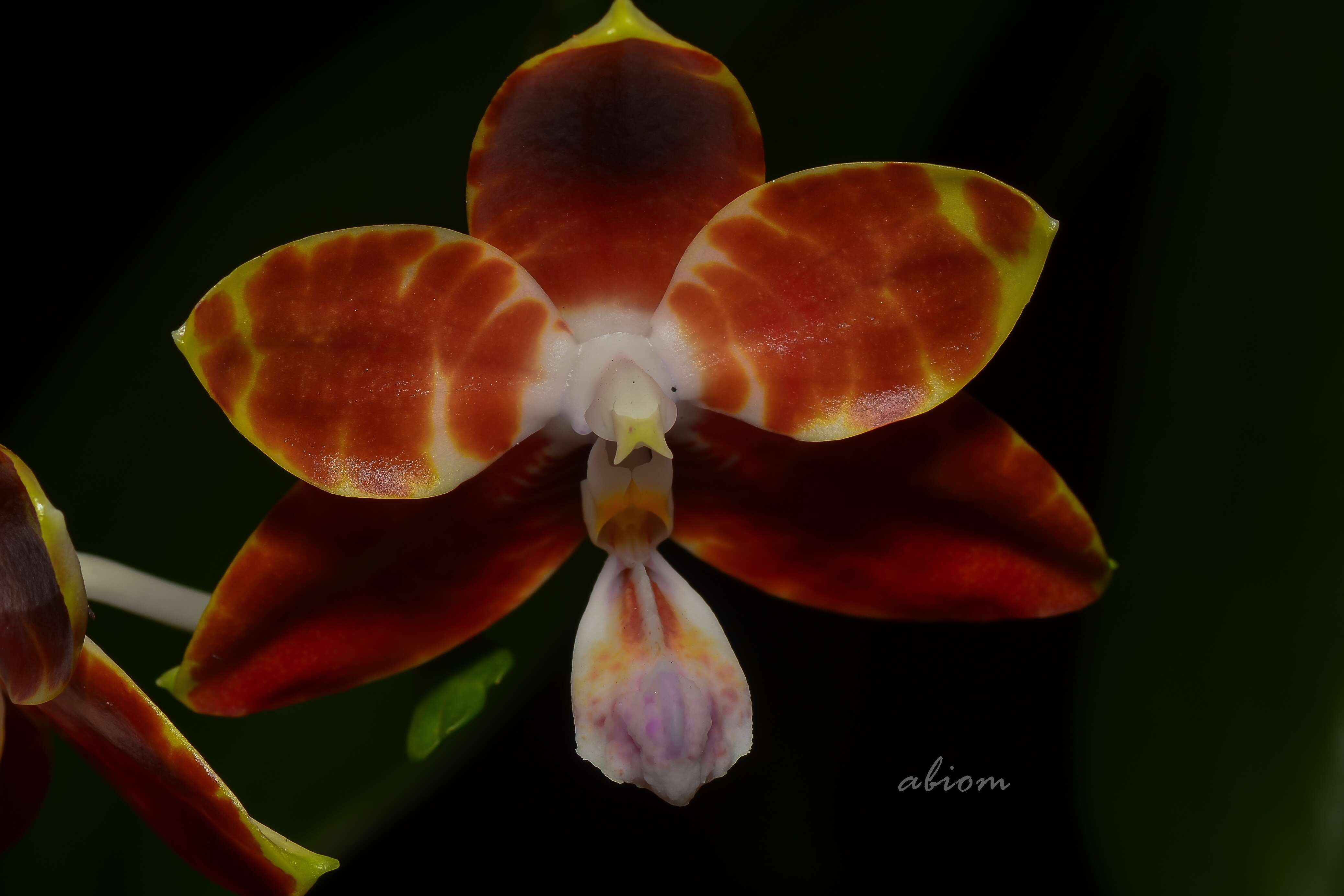 Image of Phalaenopsis amboinensis J. J. Sm.