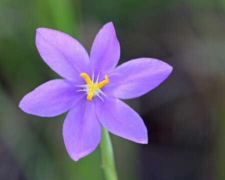 Imagem de Nemastylis floridana Small