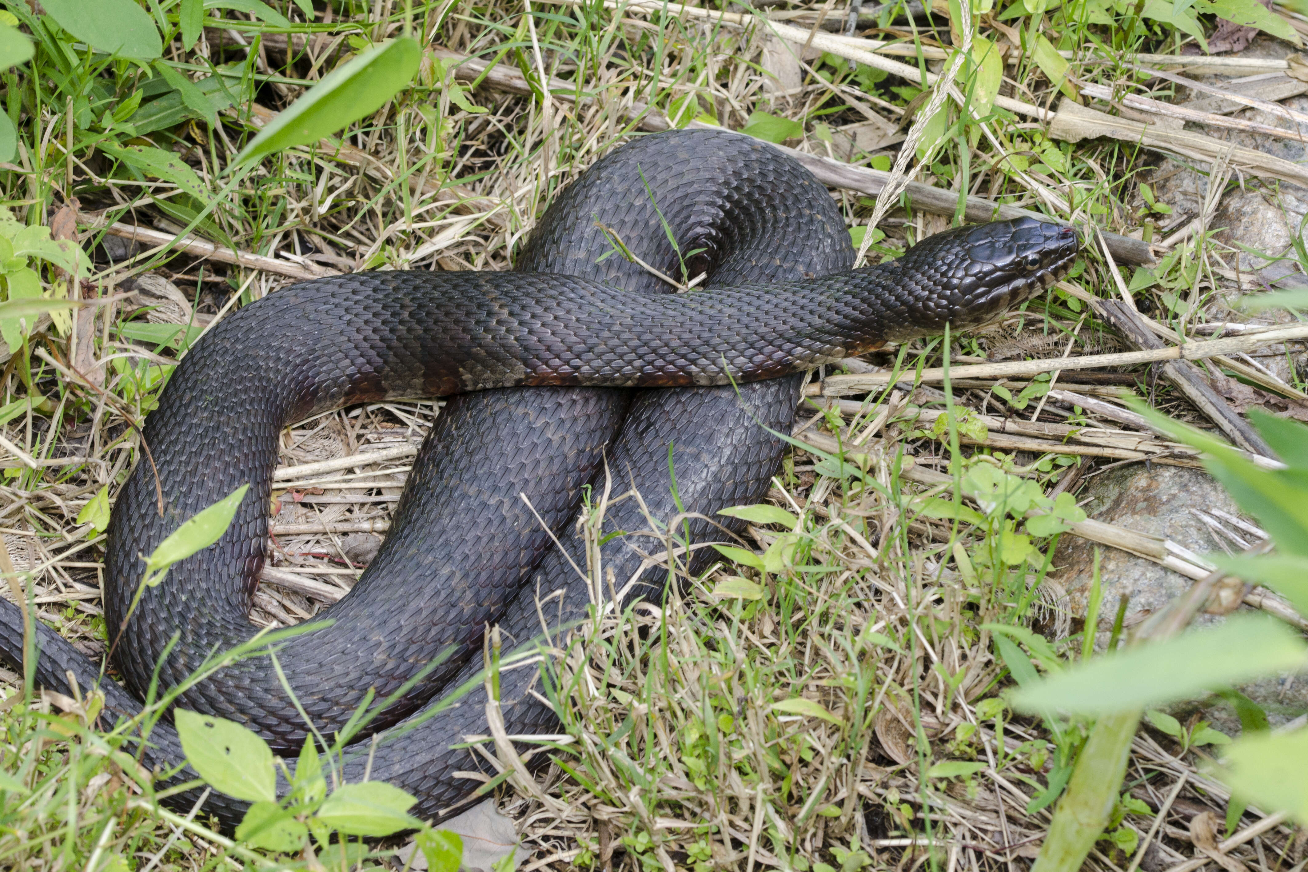 Image of Lake Erie Water Snake