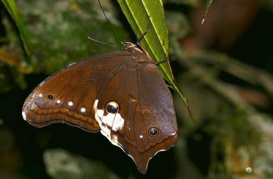 Image of Neorina lowii Doubleday (1849)