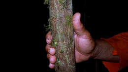 صورة Ouratea gigantophylla (Erhard) Engl.