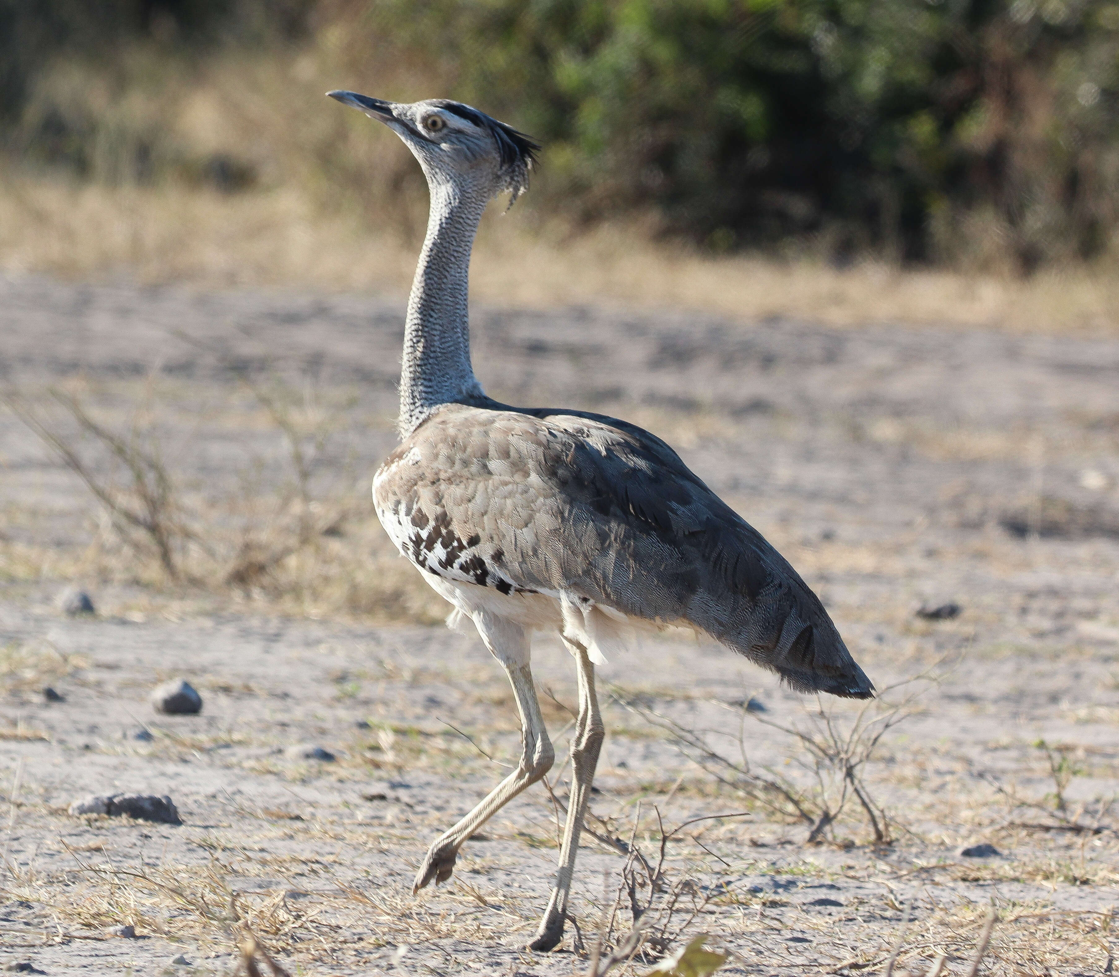 Image of Great Indian bustard