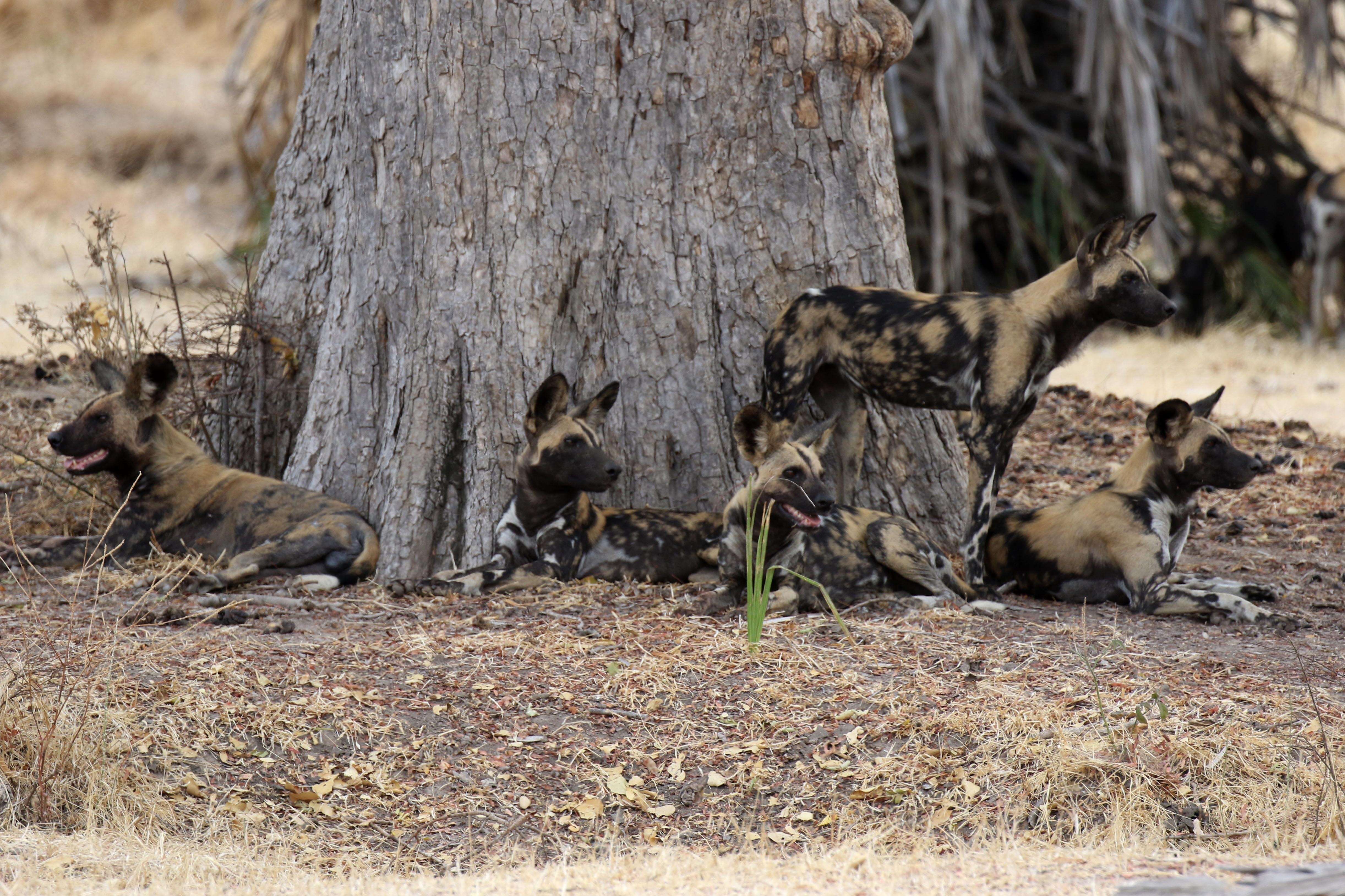 Image of African Wild Dog