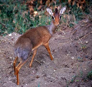 Image of Kirk's Dik-dik