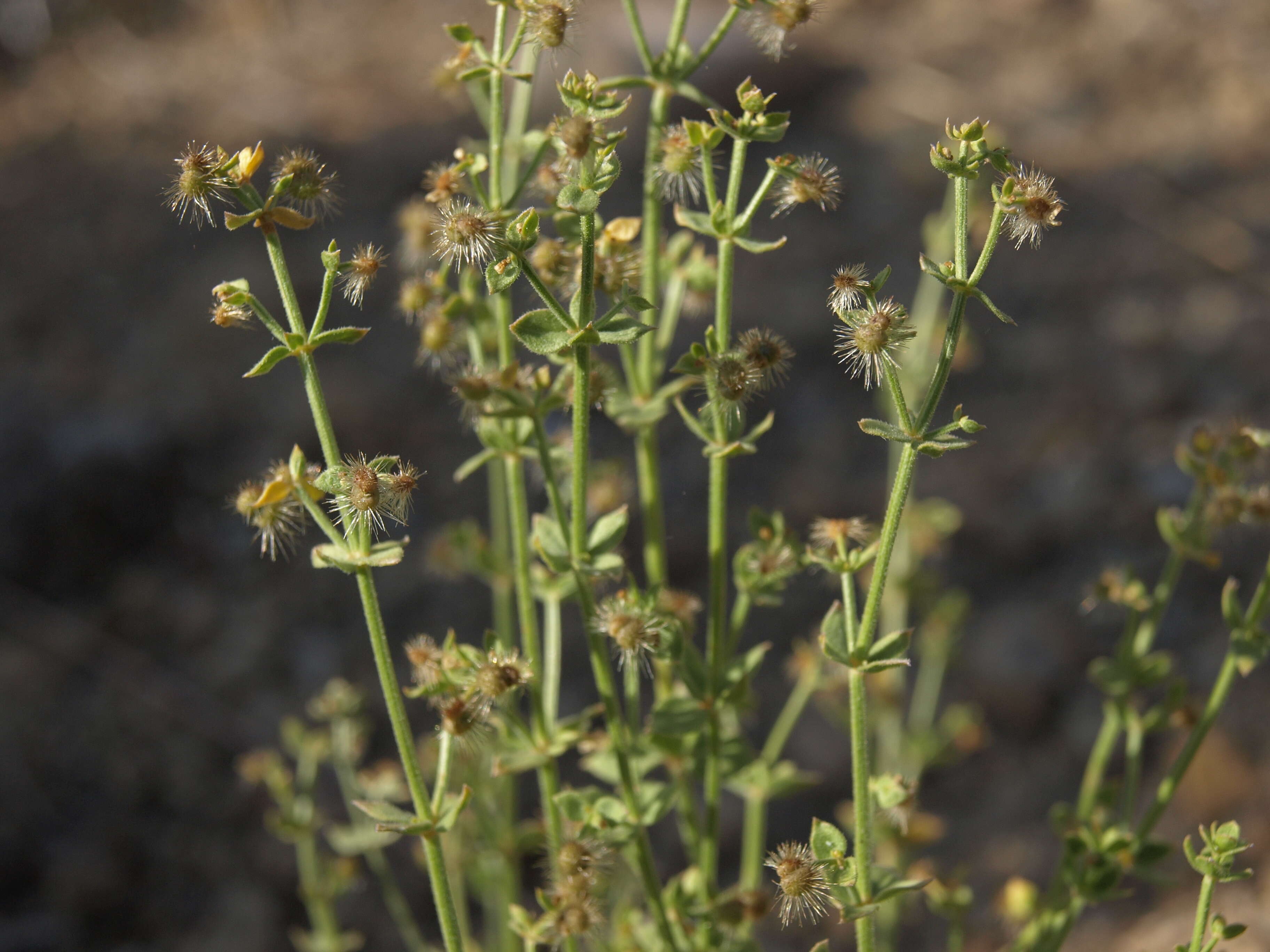 Image of shrubby bedstraw
