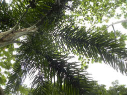 Image of bactris palm