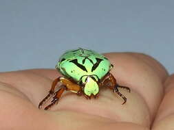 Image of flower chafers (beetles)