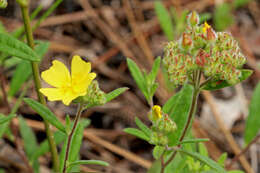 Imagem de Crocanthemum corymbosum (Michx.) Britt.