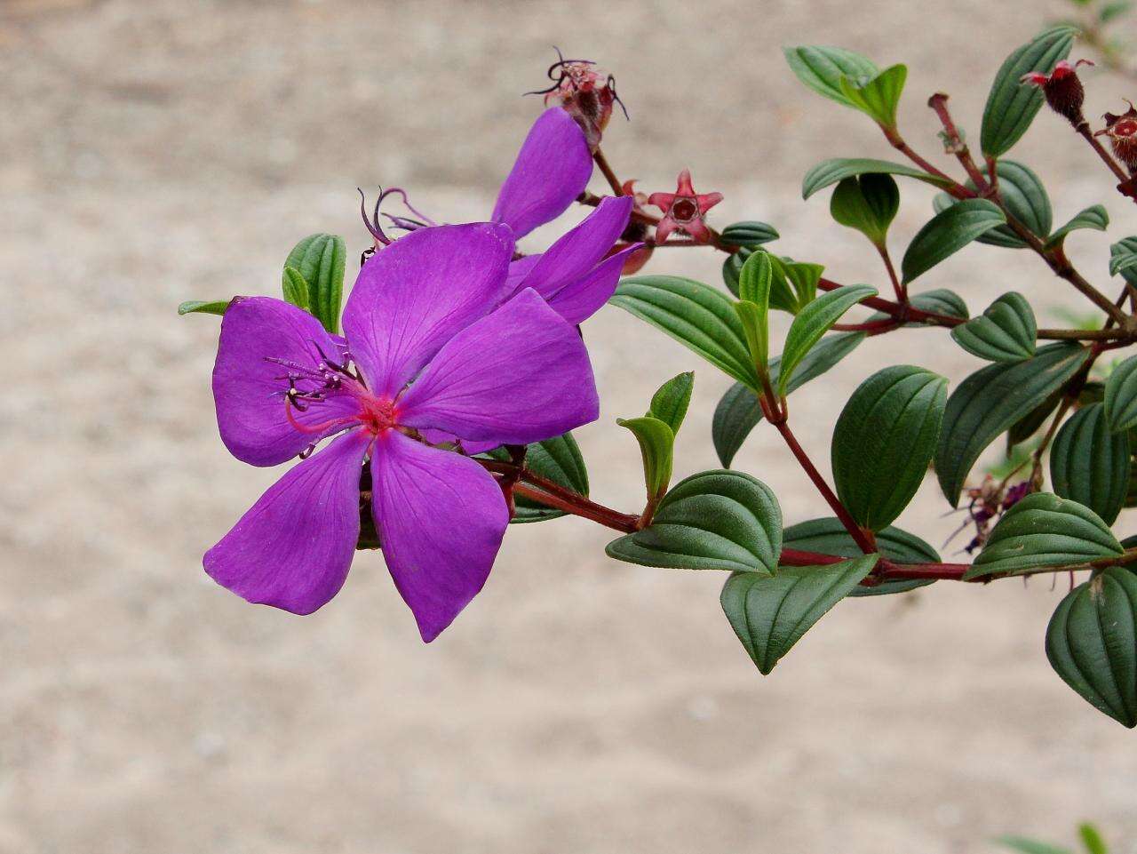 Imagem de Tibouchina