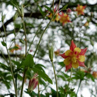 Image of columbine