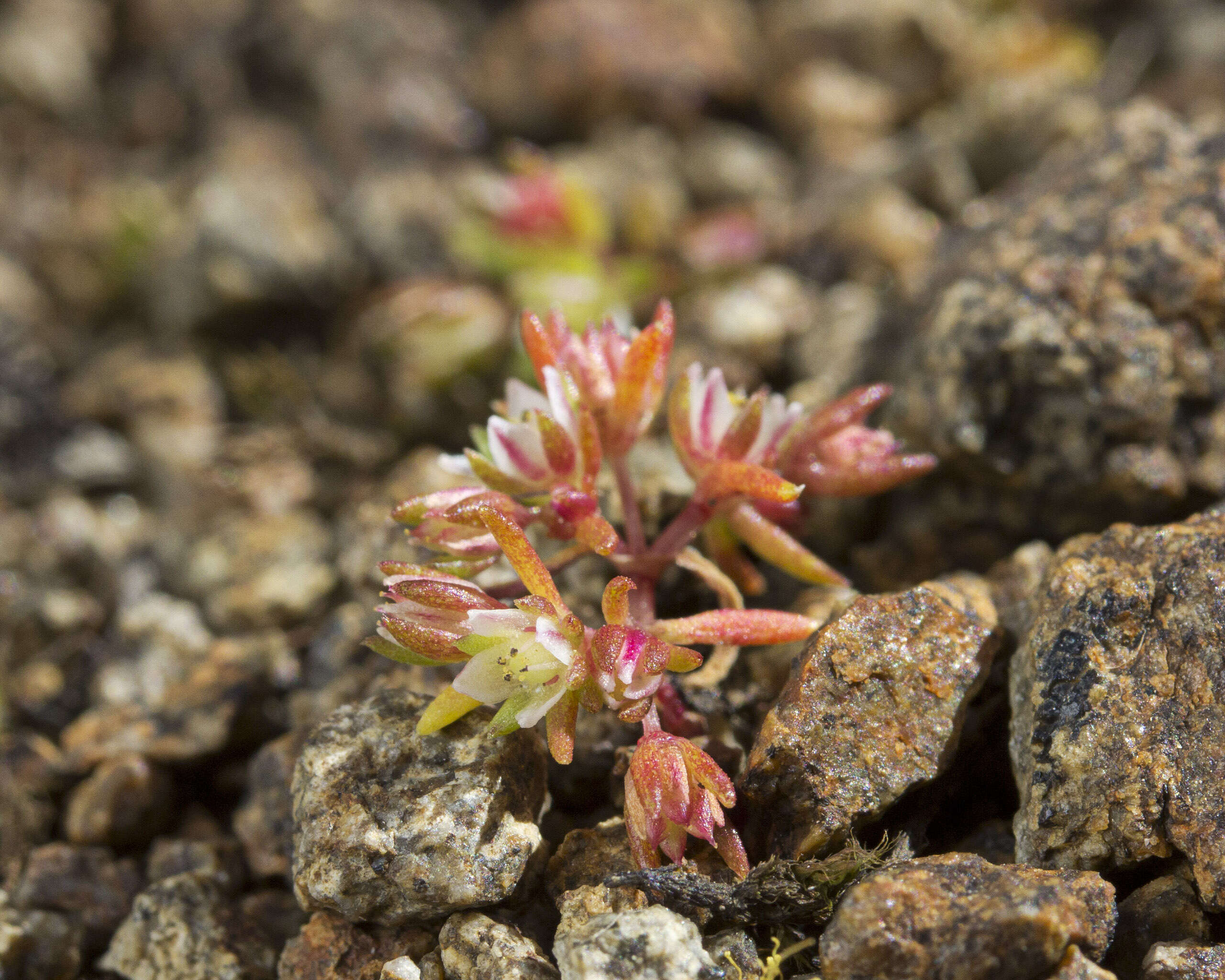 Crassula decumbens Thunb. resmi