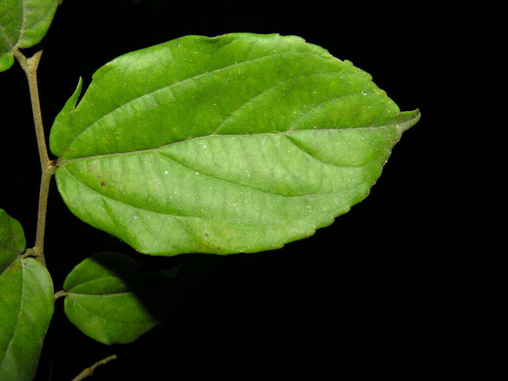 Sivun Celtis iguanaea (Jacq.) Sarg. kuva