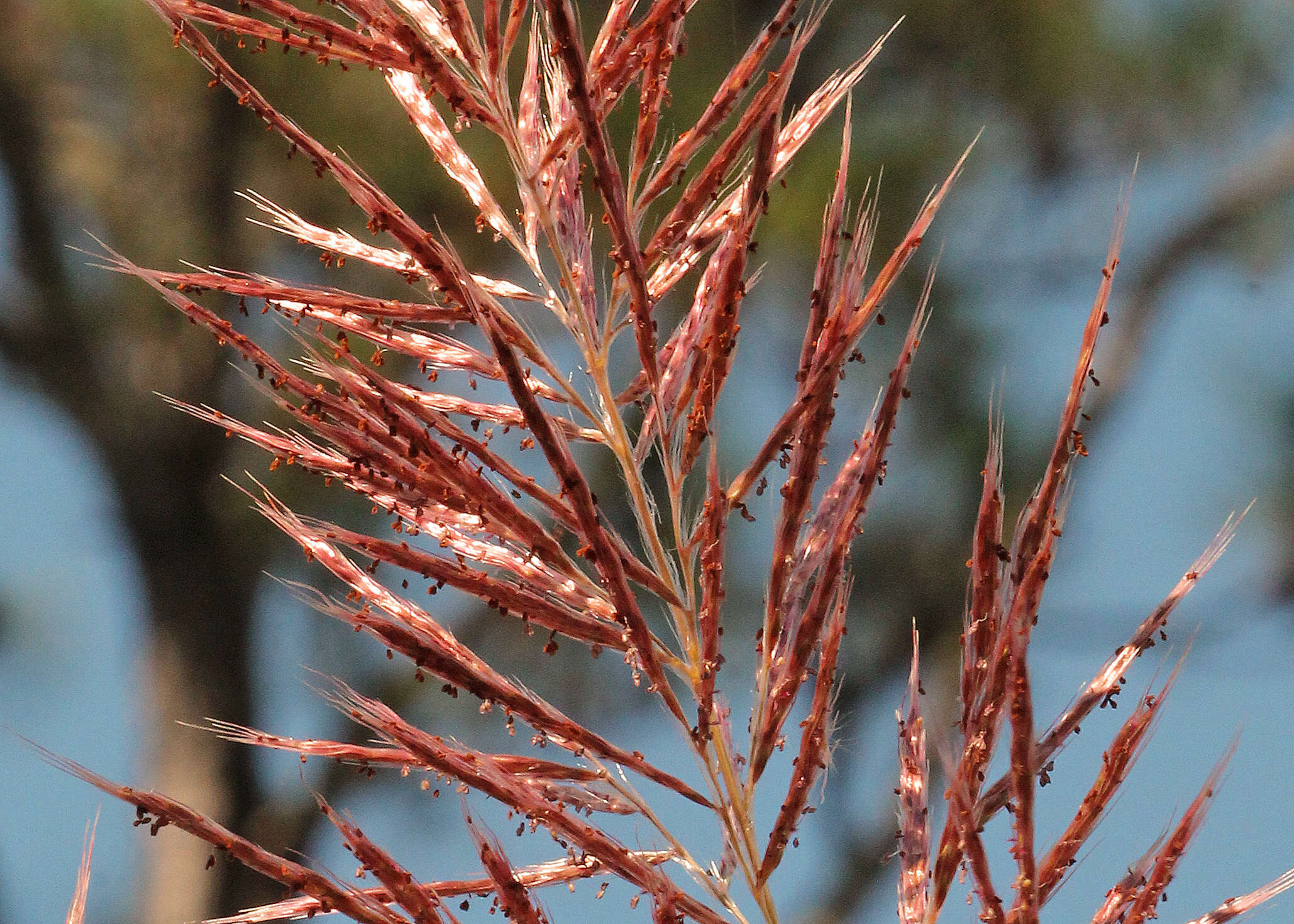 Saccharum giganteum (Walter) Pers. resmi