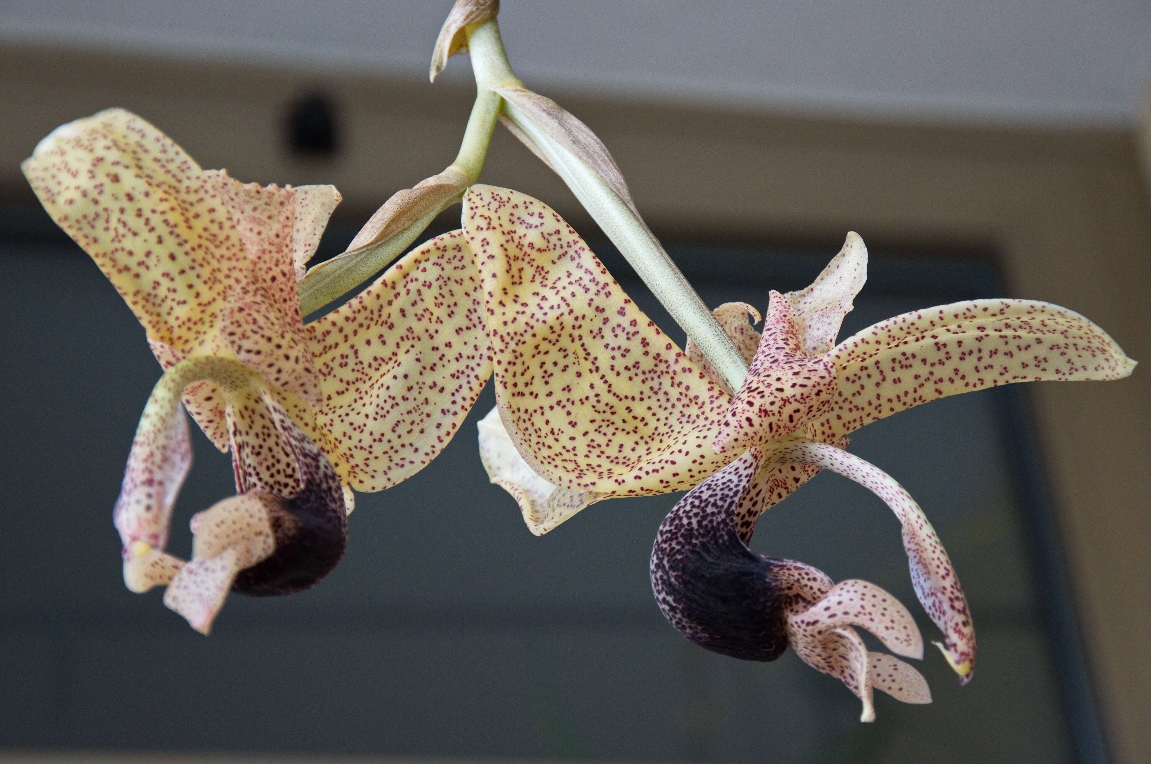 Image of Stanhopea orchid