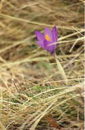 Crocus nudiflorus Sm. resmi