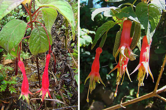 Image of Splendid Fuchsia