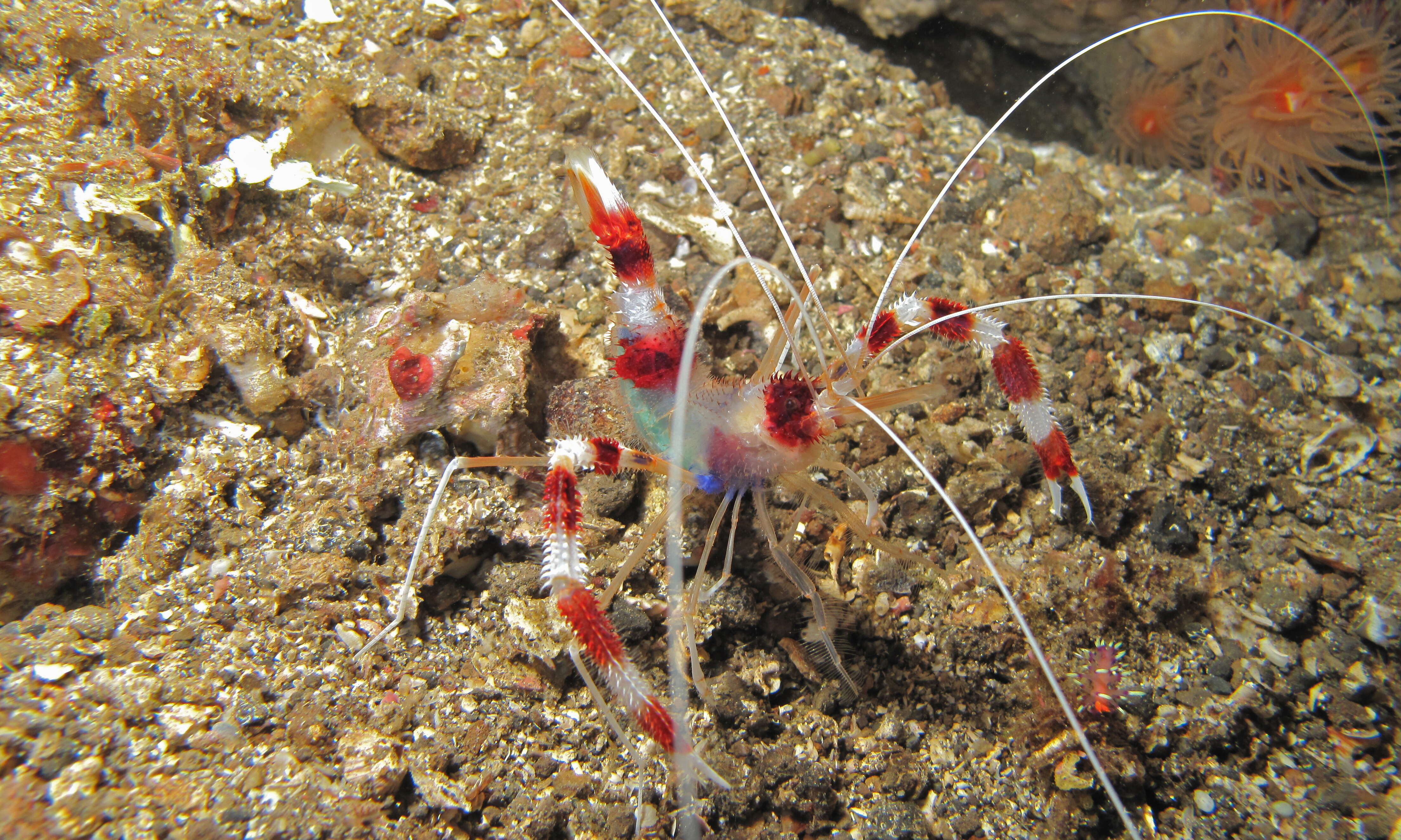 Image of coral shrimps