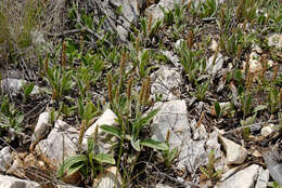 Image of Plantago varia R. Br.