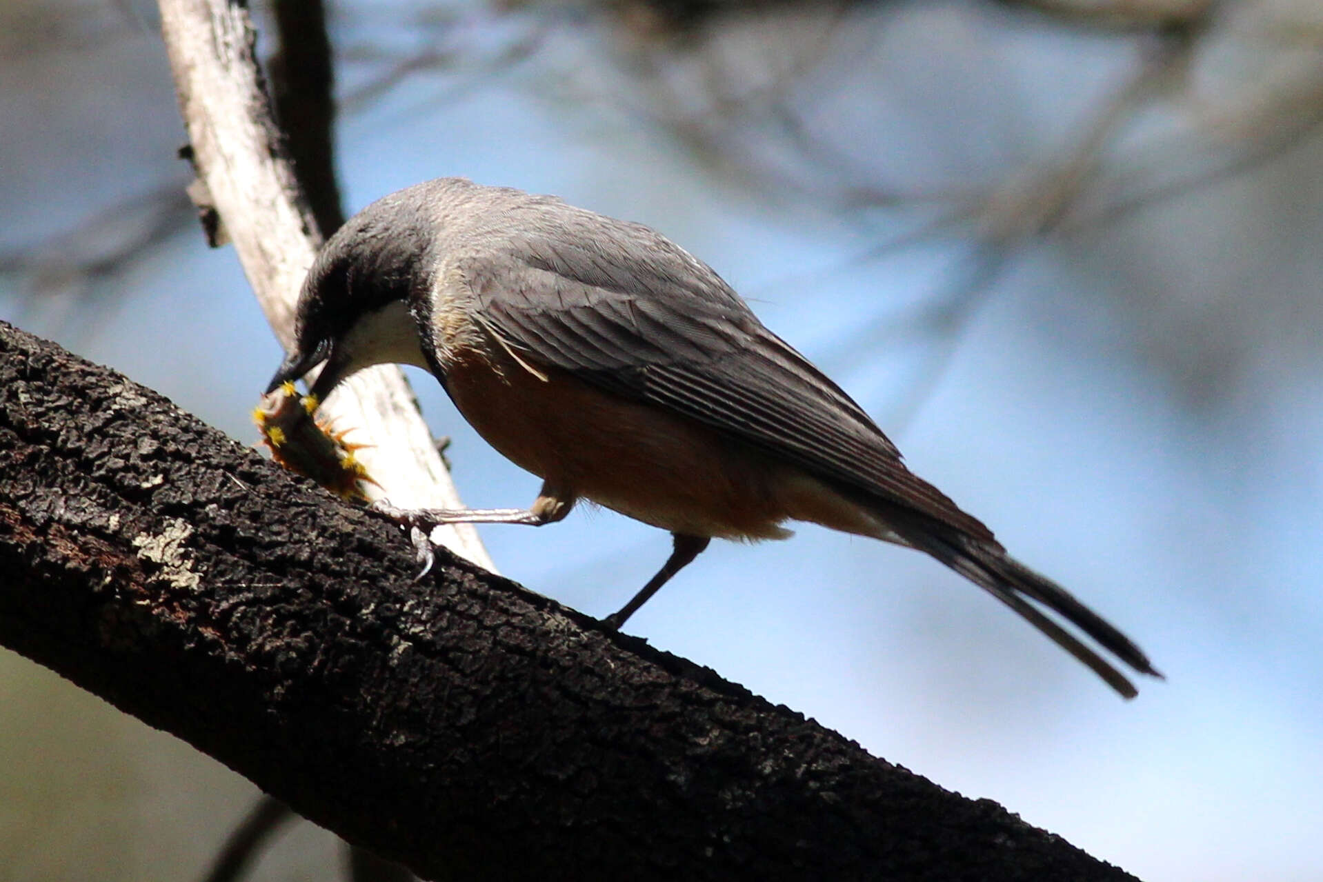 Image of Rufous Whistler