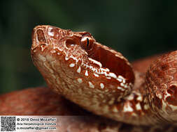 Image of Asian Pitvipers